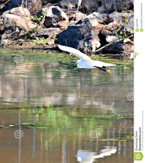White Egrets In Flight Stock Photo Image Of Egret Media 102874596