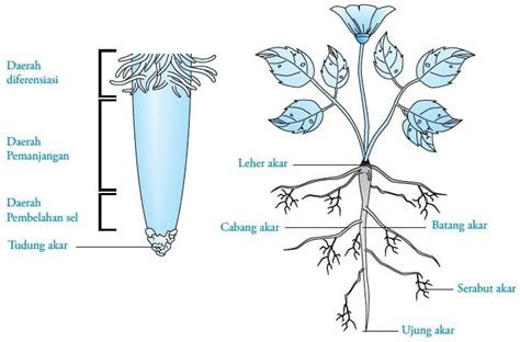 Pengertian Anatomi Tumbuhan Ruang Lingkup Fungsi Struktur