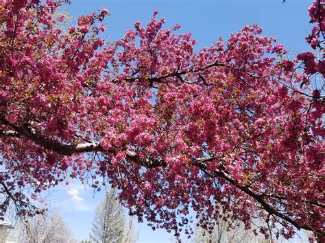 Mille Fiori Favoriti The Flowering Crabapple Capital Of Colorado