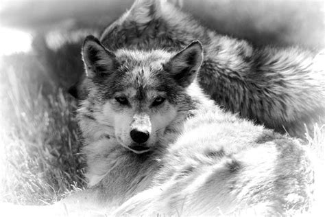 Find the perfect black and white drawing of a wolf logo fast in . Black And White Wolf Stare Photograph by Dan Sproul