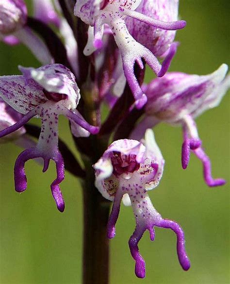 17 Best Images About Rarest Orchids In The World On Pinterest Orchid Flowers Slippers And Search