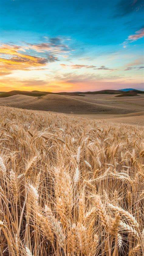 high definition photo of wheat field