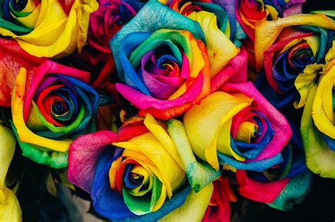Are Rainbow Roses Natural