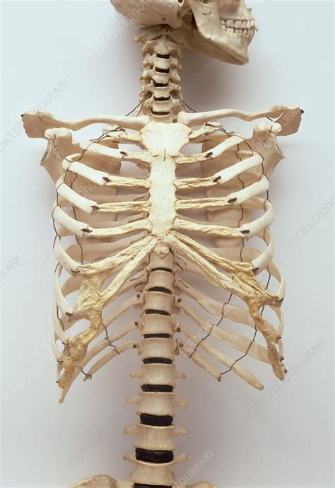 Human Rib Cage Jaw Bones Neck Vertebrae Stock Image C0198564