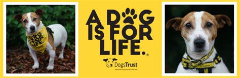 A Dog Is For Life Learn With Dogs Trust