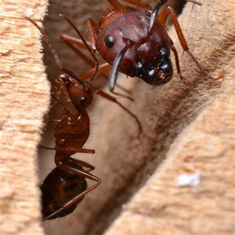 Carpenter Ant Identification Western Exterminator Of Las Vegas