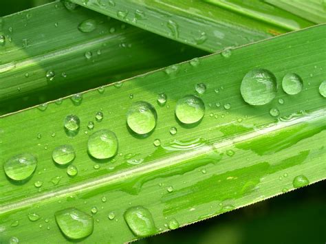 Water Drop On Leaf Free Photo Download Freeimages