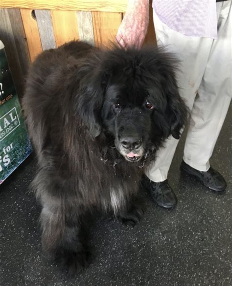 Dog Of The Day Tosca The Newfoundland Dog The Dogs Of San Francisco