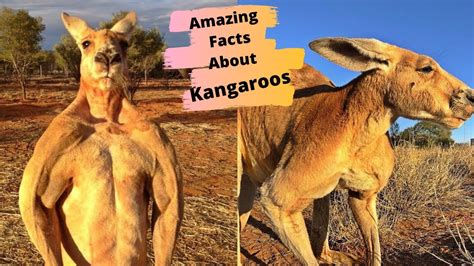 15 Amazing Facts About Kangaroos Youtube