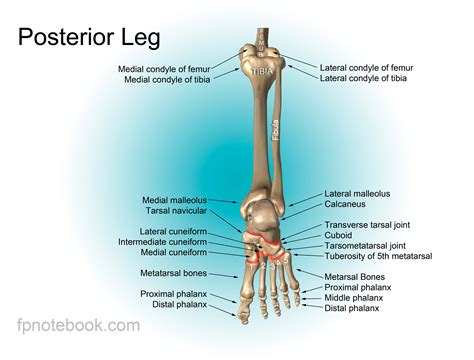 Vector illustration with human skeleton scheme isolated on a white background. Calf Anatomy