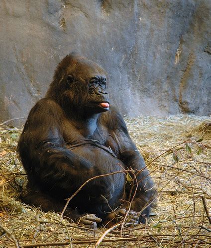 Gorilla Sticking Out Tongue Rasaconklin Flickr