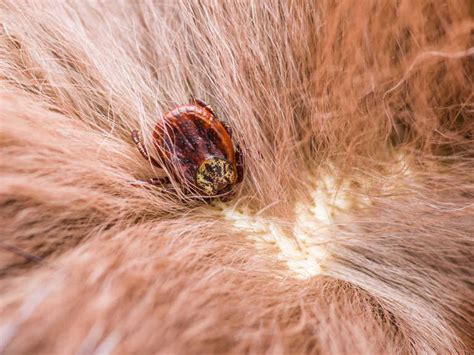 Signs And Symptoms Of Lyme Disease In Dogs Vet Approved