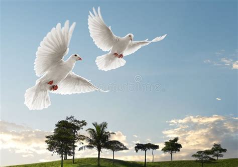 Two Doves Flying With Beautiful Nature Scenic Affiliate Flying