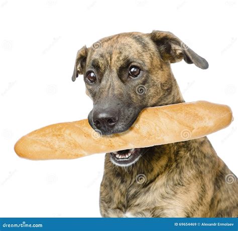 Dog Holding Baguette In Its Mouth Isolated On White Background Stock