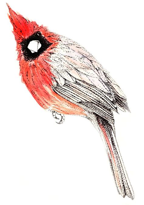 New Drawing A Red Cardinal Drawings Cardinal Watercolor Watercolor