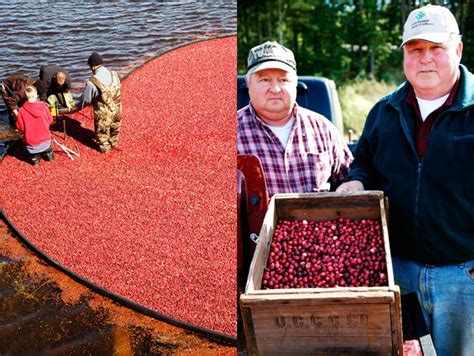 cranberry harvest in new england 13 pics