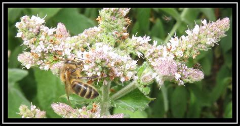 Honey Bee On Apple Mint M E For Bees Was Margaret Edge The Bee Girl