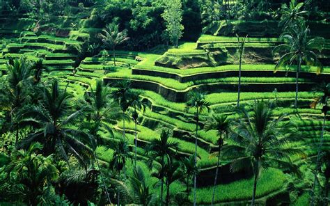 Ubud Rice Terraces Bali Best Hd Wallpaper 94235 Baltana