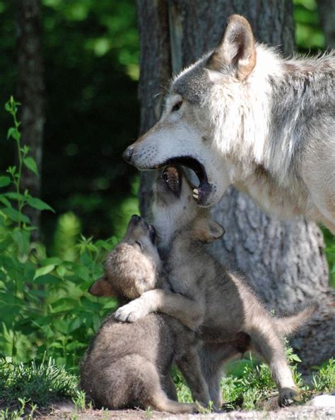 Timber Wolf And Pups Photo By Shelley Jacques National Geographic