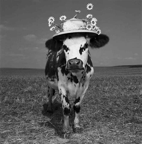 jean baptiste mondino s cow photos for a oh la vache cow photos cow fluffy cows