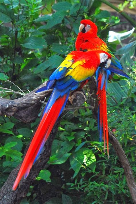 5 Most Beautiful Birds On Earth Rainforest Animals