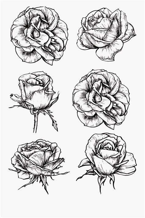 Rose tattoo drawing tumblr at paintingvalleycom explore. Clip Art Collection Of Free Realistic - Blooming Rose Bud ...