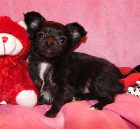 Black Female Chihuahua Puppy For Sale In Brashear Texas Classified