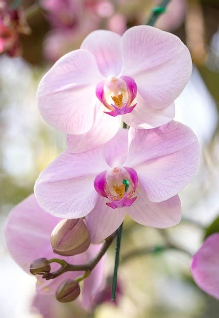 Free Photo White Phalaenopsis Orchid Flower