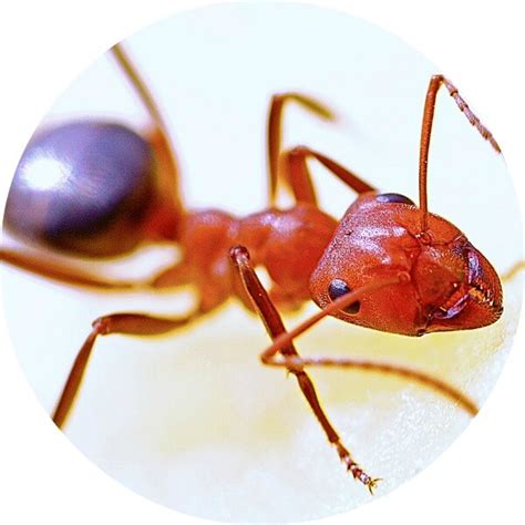 This pest control buyers guide is © copyrighted by pest control products and is protected under the us copyright act of 1976 and all other applicable also, do you know a good pest control company when you see one? Pest Control in KL, Selangor, Johor, N Sembilan, Melaka | Urban Pest Control
