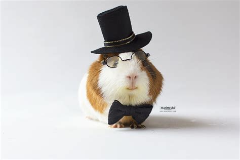 Guinea Pigs With Glasses 9mood