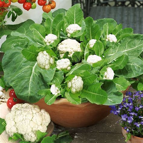 Plant herbs along walkways or at the garden's edge for easy harvesting. Growing Cauliflower in Containers | Care & How to Grow ...