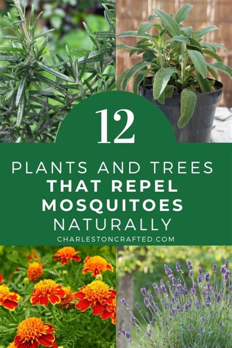 12 Plants And Trees That Repel Mosquitoes Naturally