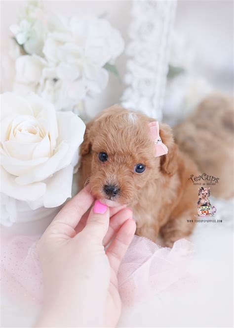Apricot Toy Poodle Puppy For Sale Teacup Puppies 330 Aaa Teacup