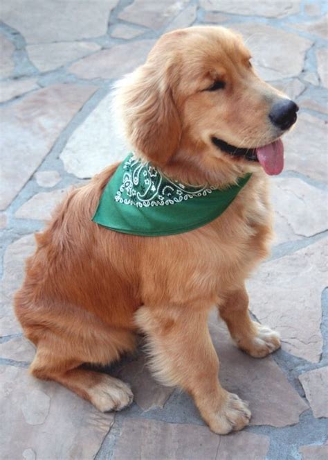 Check spelling or type a new query. Dylan, The Golden Retriever Puppy At 6 Months Old In A ...