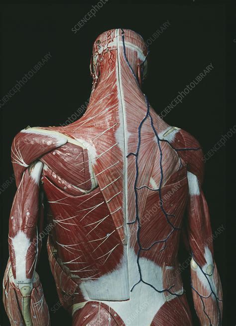 Back Anatomy Stock Image P8800095 Science Photo Library