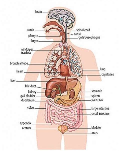 * i am an affiliate of amazon, itunes and other affiliate services and may. Body Layout Organs | Human body diagram, Body organs ...