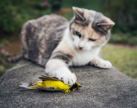 给猫戴上彩色项圈，或许就能救鸟一命 果壳 科技有意思