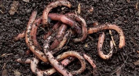 Should I Add Worms To My Garden Or Compost Do Not Disturb Gardening
