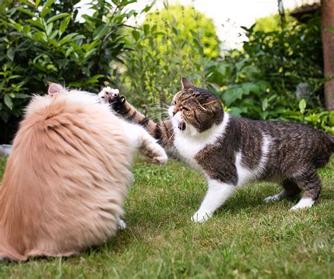 Dealing With Aggressive Cats Hartz