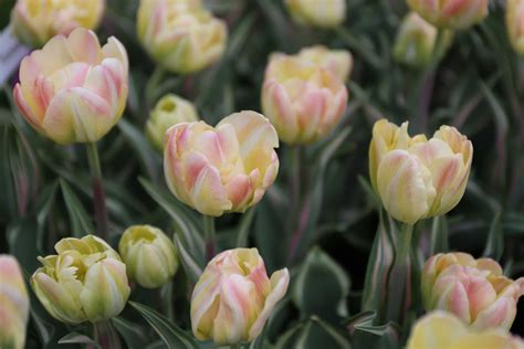 What Were Your Favorite Spring Bulbs Longfield Gardens