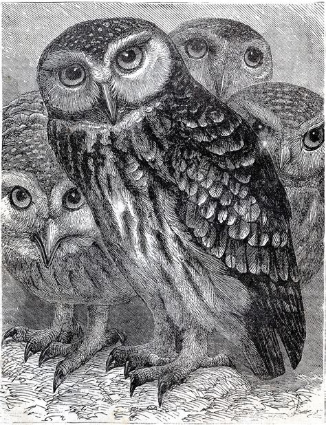 The Graphics Fairy Llc Instant Art Printable Wonderful Owls
