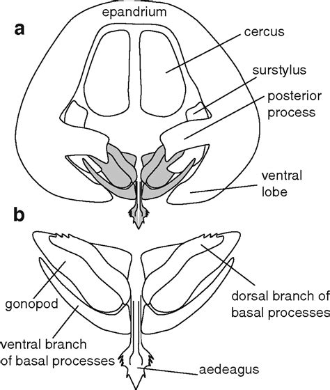 Drosophila Anatomy