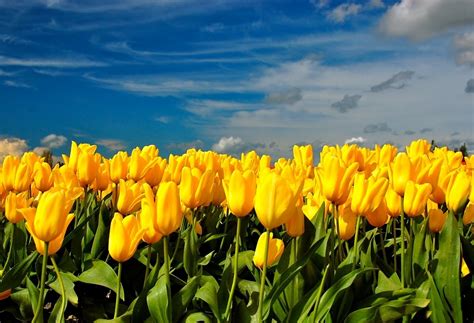 Download Yellow Flower Field Flower Nature Tulip Wallpaper