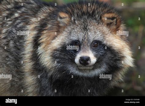 Raccoon Dog Nyctereutes Procyonoides Front Portait Stock Photo Alamy