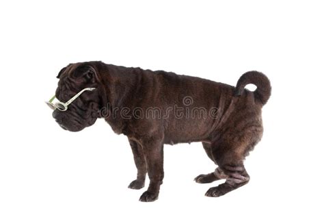 Funny Sharpei Dog With Sunglasses Stock Image Image Of Pretty