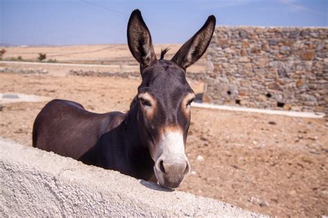 Lessons From Jesus 03 Be The Donkey By Billy Praise Medium