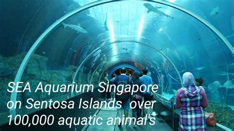 Sea Aquarium Singapore 2021 । Resorts World Sentosa100000 Aquatic