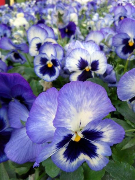 Pansy Matrix Blue Frost Live Christmas Trees Pansies Ornamental Kale