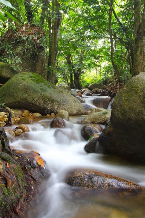 Tropical Freshwater Stream In Rainforest Stock Photo Image Of Forest