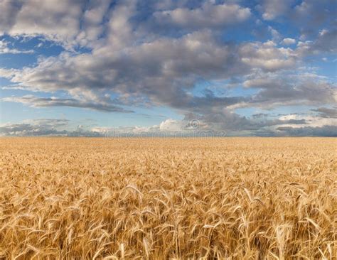 Ripe Wheat Field Under Cloudy Sky Stock Image Image Of Rural Food